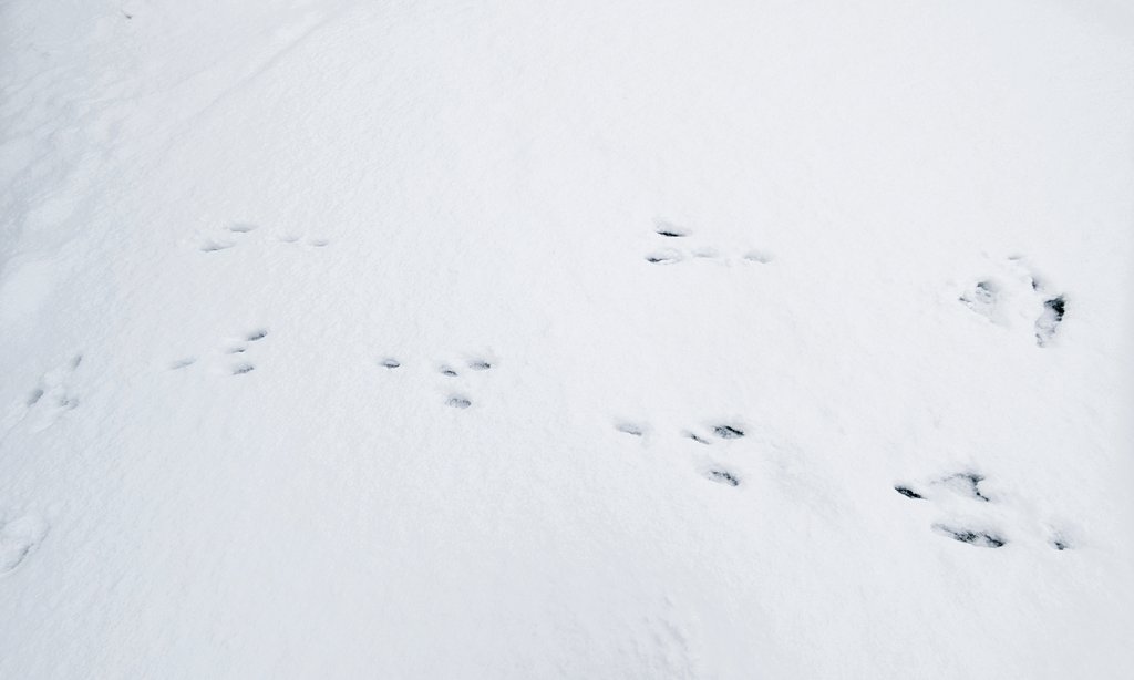 野ウサギさんの足跡かな…
Uターンしてる
