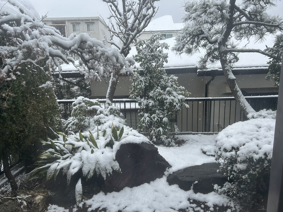 実家の庭が雪一色でびっくりした…