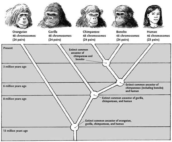 PatriotLovesUS's tweet photo. @wallstreet_au @Arrow45860649 @MikalWBrown @JoshuaBarzon The supposed “specific common ancestor” is still being debated 🤔 Every one of these “trees” don’t show what it is- just apes, chimps, lemurs, etc- then, a human… which is completely different &amp; FAR more intelligent. None of these “ancestors” are even close- then or now. https://t.co/mTH423qUhQ