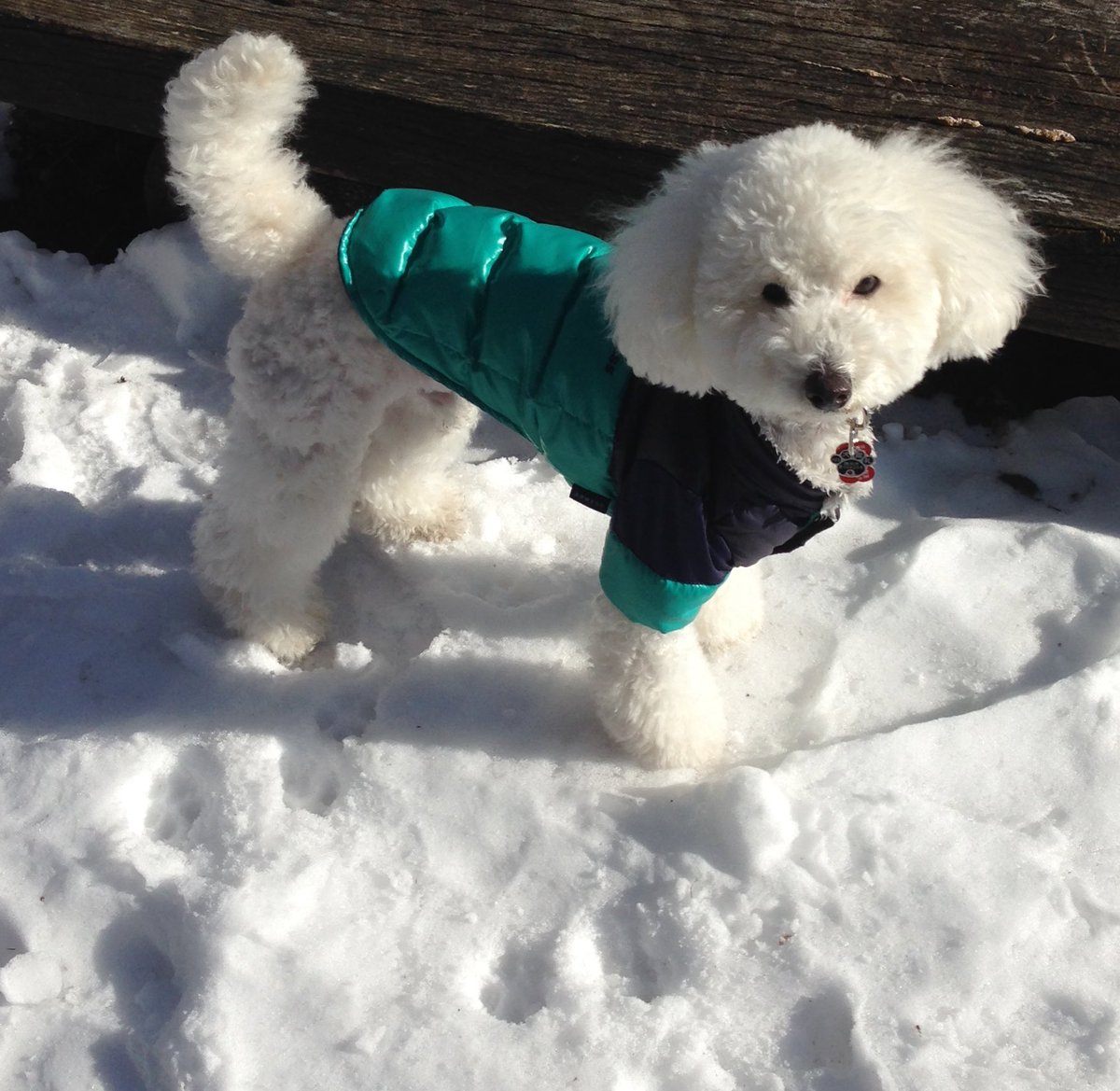 パピーモコはじめての雪❄️
雪が降るといつも思い出します☺️