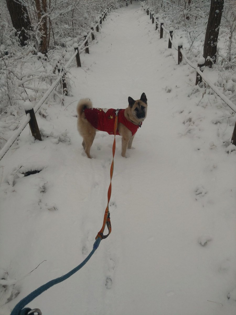 sukebe34's tweet photo. 休日の雪は楽しい！ https://t.co/No3IXgx5BR