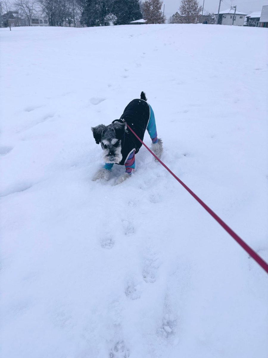 麻🐕コミックス詐騎士15巻発売！ tweet media