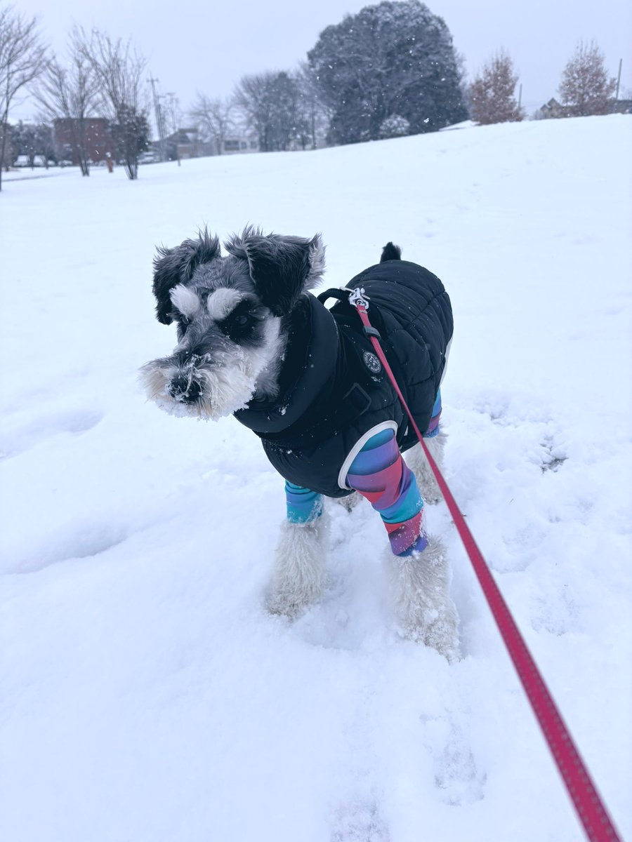 麻🐕コミックス詐騎士15巻発売！ tweet media