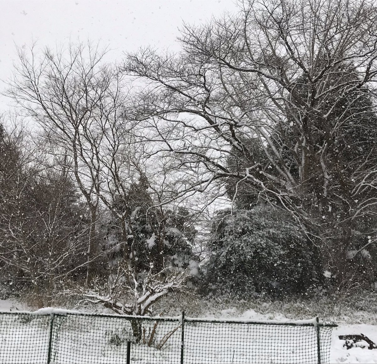 凄く雪降ってきた。
かなり積もりそうで、困っちゃうなァ 