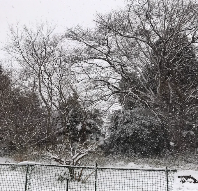 凄く雪降ってきた。
かなり積もりそうで、困っちゃうなァ 