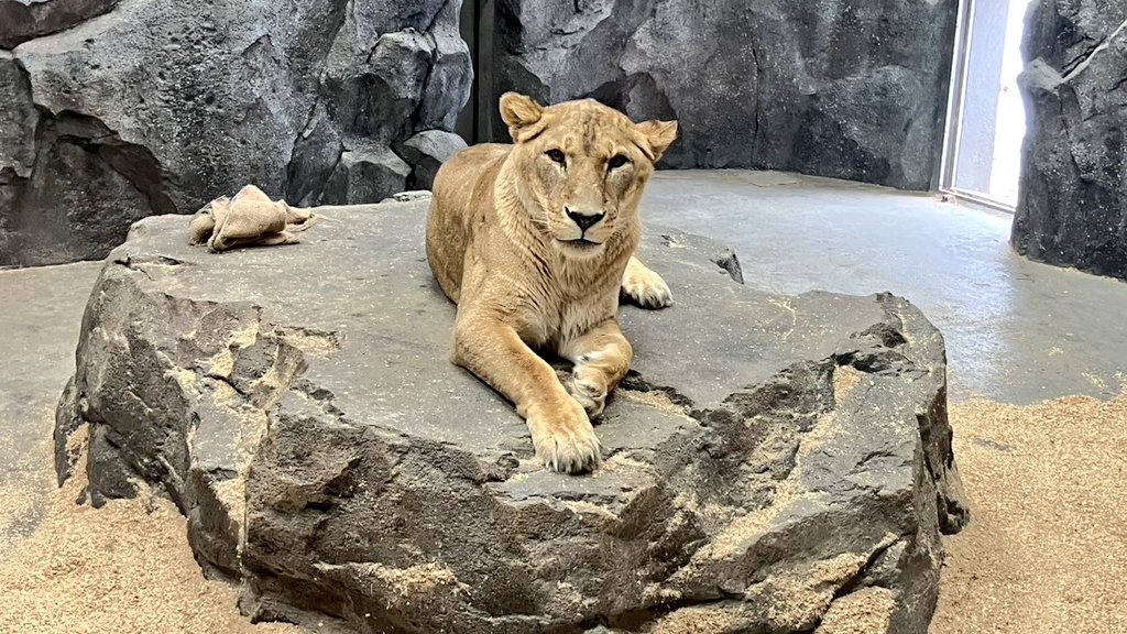 kofu_yuki_zoo's tweet photo. 頑張ったデネブの動画も送られてきました!
室内の擬岩には床暖房が入っています^^
#遊亀公園附属動物園
#ライオン https://t.co/CGfa8Aj5fO