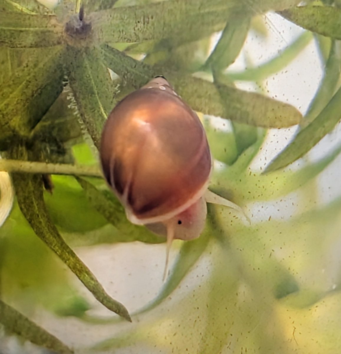 もしかしたら湿布の船は
私の水槽の中にあるのかもしれませんね🐚
つぶらなひとみ（・ ・）

なんかこの子だけ周りと比べて殻に模様がなくてツルッツルとしてます
別種？突然変異？個体差？
詳しい人おしえて、、