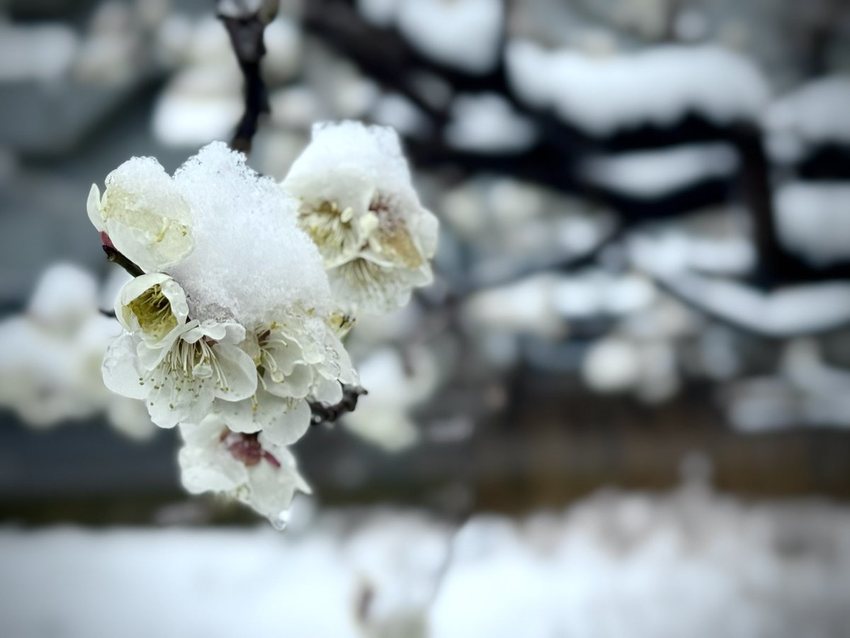 春の雪　梅雪