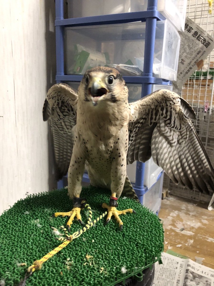 アクアリミテッド tweet media