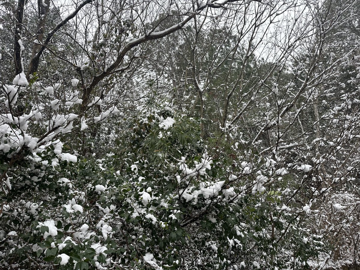 taggart_jack's tweet image. DRAGOONに来た。

ここ南国鹿児島のサバゲーフィールドですけど⁈

雪が凄い☃️

#鹿児島サバゲー
#DRAGOON