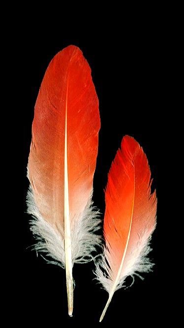 For people looking for a job 

Ikode 1  ( one parrot feather )

Obi oloju mefa 1

Pound both together use little out of it to make 1 incision at the front of your head 

And mix the rest with native soap and be bathing every morning