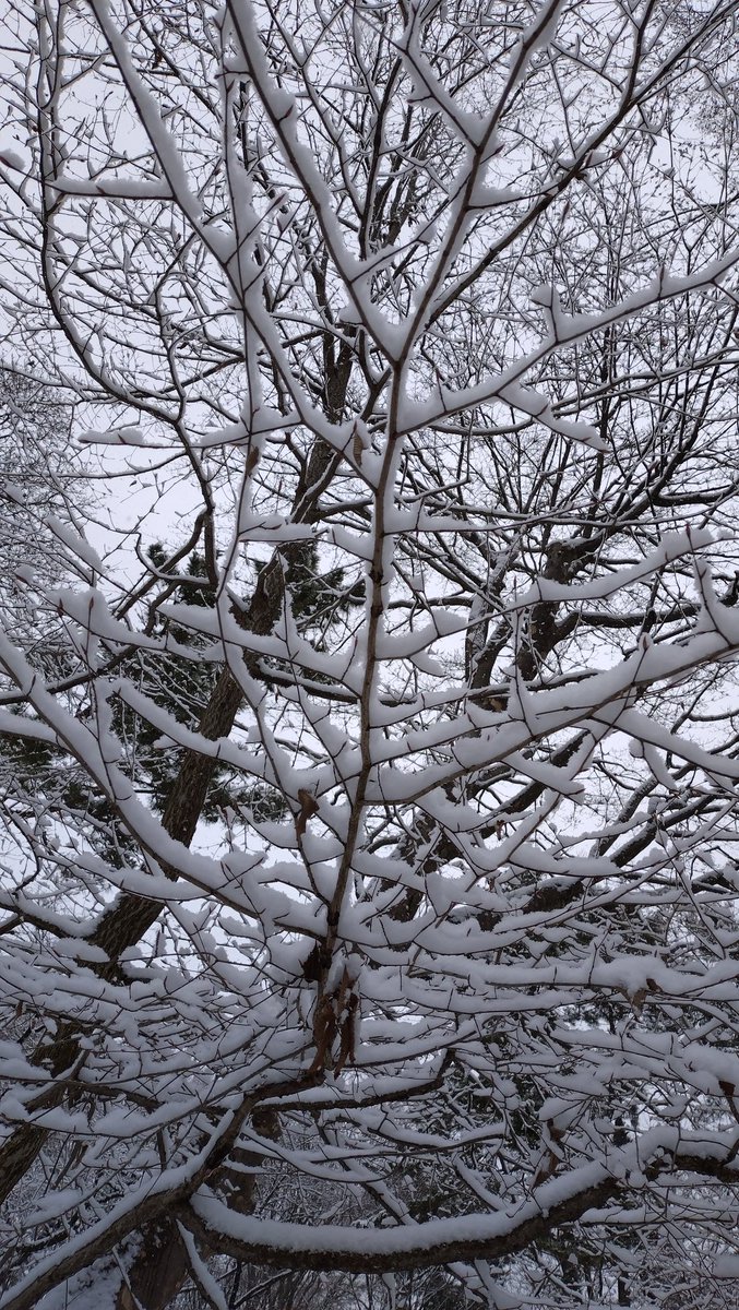 kinku_ro's tweet photo. 雪が降ったら散歩でしょ、と犬みたいな思考で自然教育園へ。とってもきれいだった…葉の上で結晶が溶けずに輝いていた。鳥の気配を雪が隠してしまうのか静まりかえっていた。 https://t.co/TrL5th8BPM
