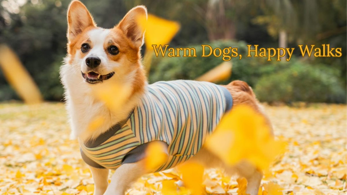 mydogblog's tweet photo. Does your dog need a winter coat or sweater?
A quick guide to help you decide — plus tips for seniors, short‑haired pups, and dogs recovering from medical procedures. ❄️🐾https://t.co/n9jsOQkYNu https://t.co/pvjLgaPuaI
