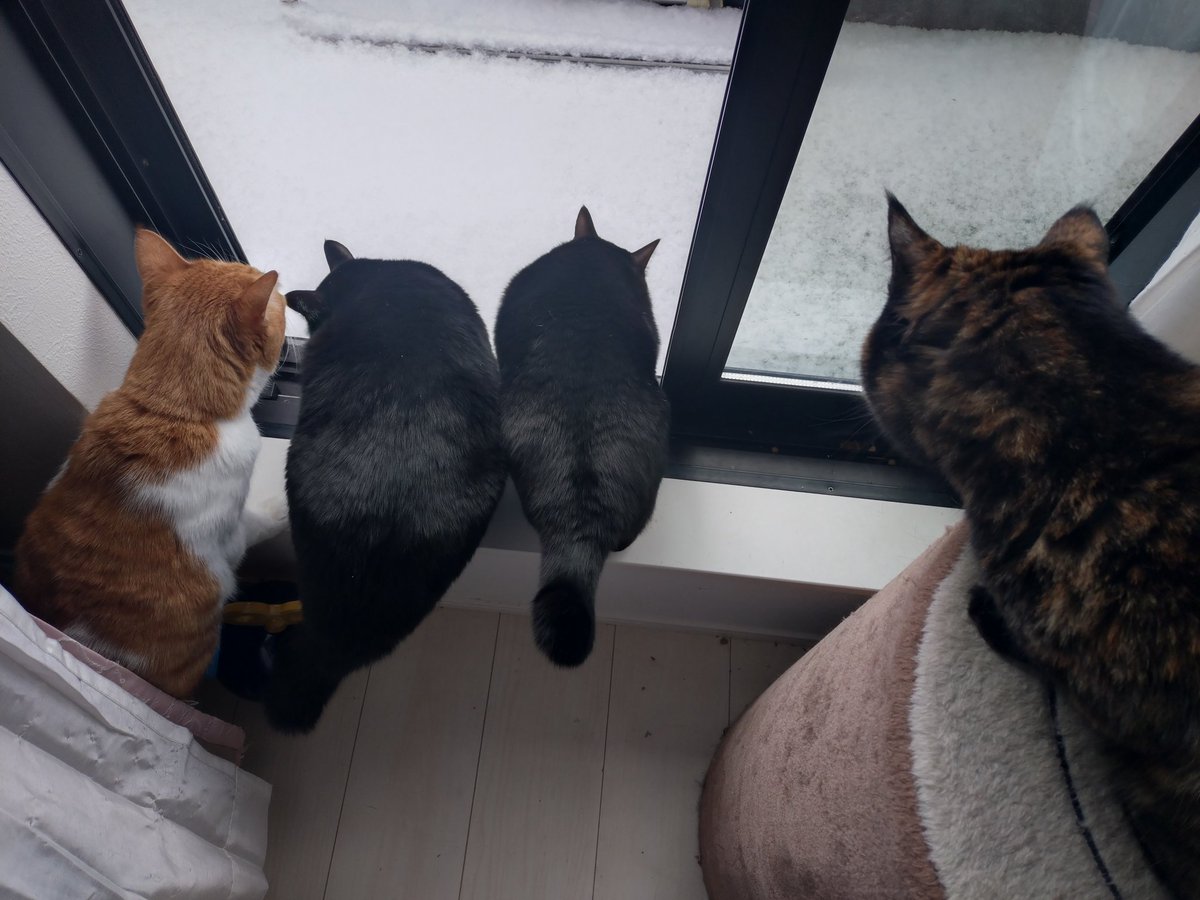 dodondondodonko's tweet photo. 雪だー！！⛄️❄
ニャンズ興味津々😹

#保護猫と暮らす https://t.co/luT8xvMXKq