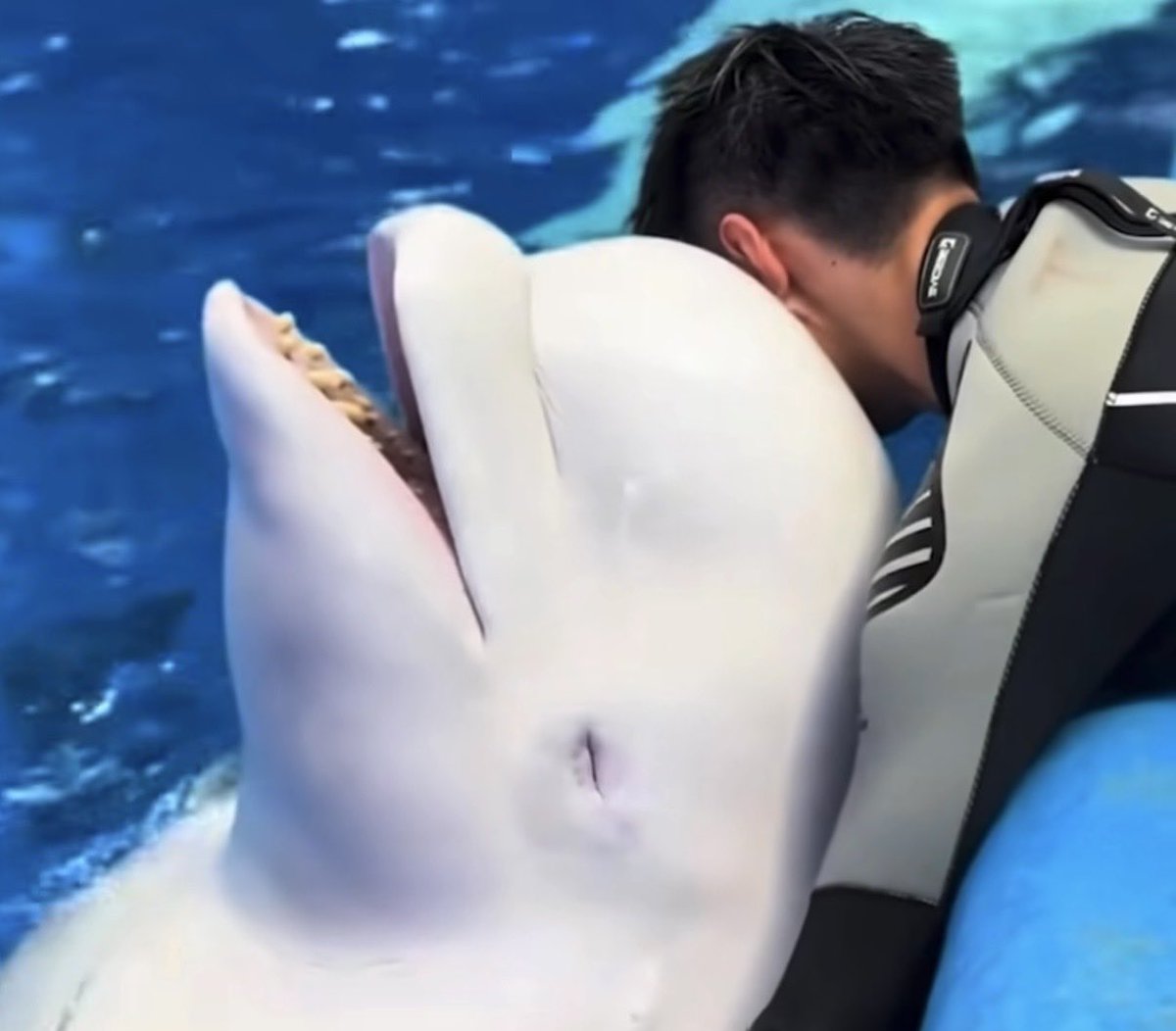 🫧🐬

私がトレーニングしてるトレーナーに
心を開いた瞬間のレア写真が奇跡的に撮れました😭😭😭

なかなか私離れするの時間かかりましたが
リラックスして身を許すともうなんでも従ってくれるんです🙌💕

嬉しいんだけどちょっと嫉妬しちゃうな🥲

GWに間に合って良かった✌️