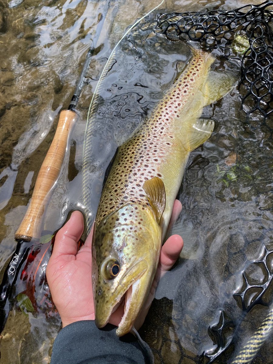 Spring Creek, Pa Wild Brown Trout