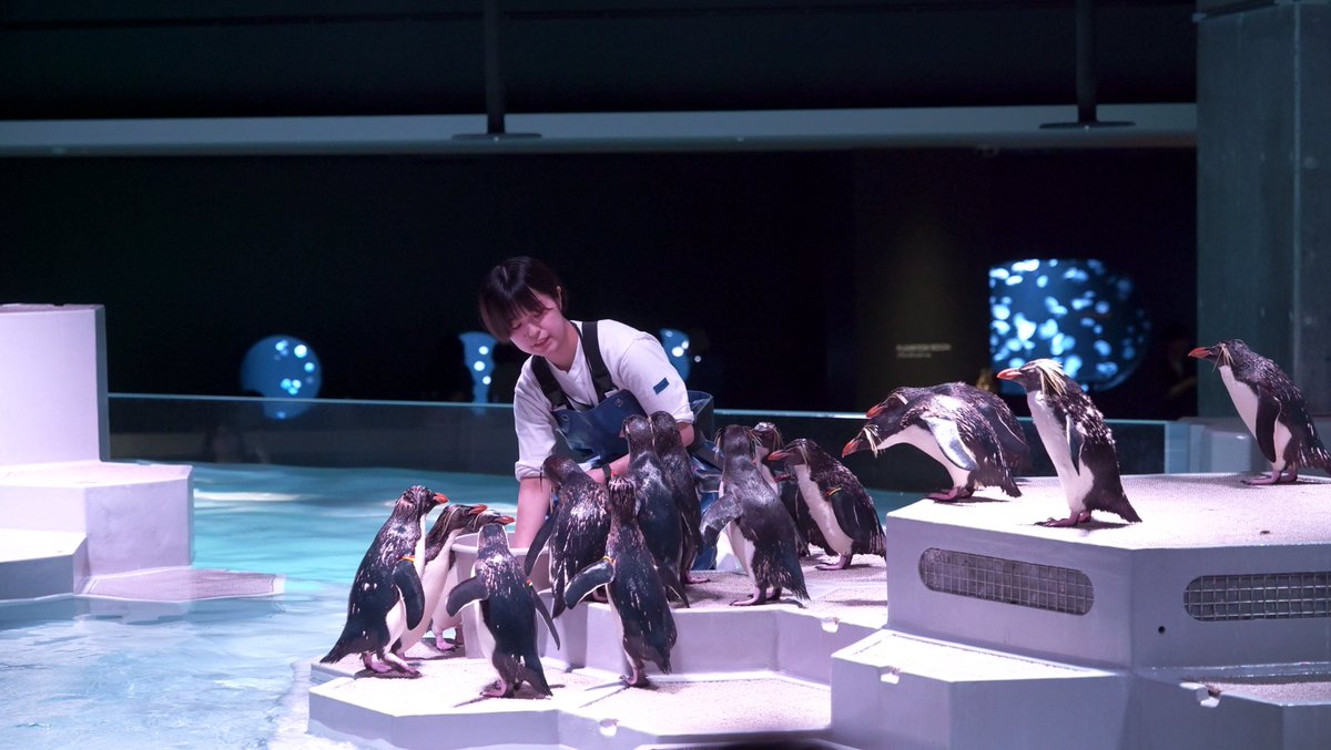 ❄️本日の主なプログラム❄️ ・ロックホッパータイム(11:30, 14:30