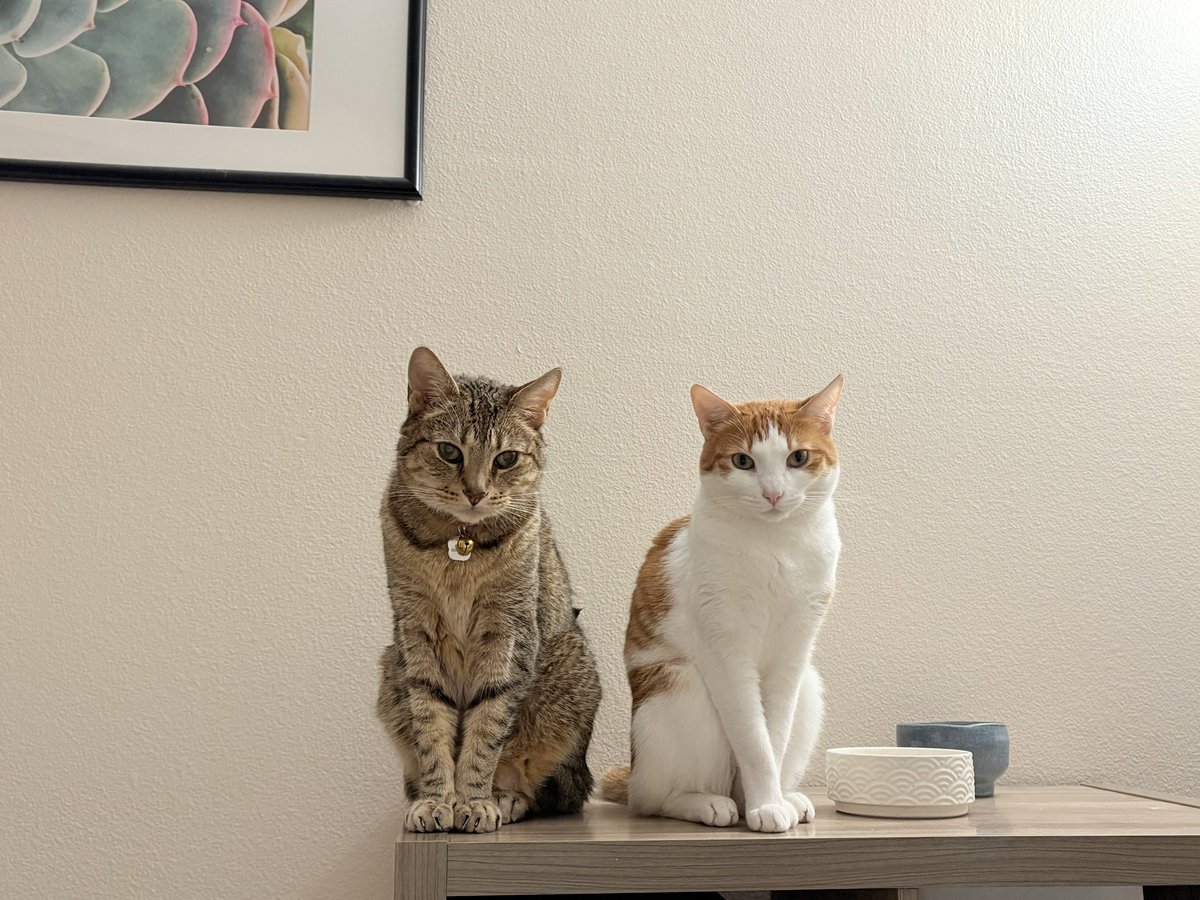 Tax returnやるかにゃー🐈🐈