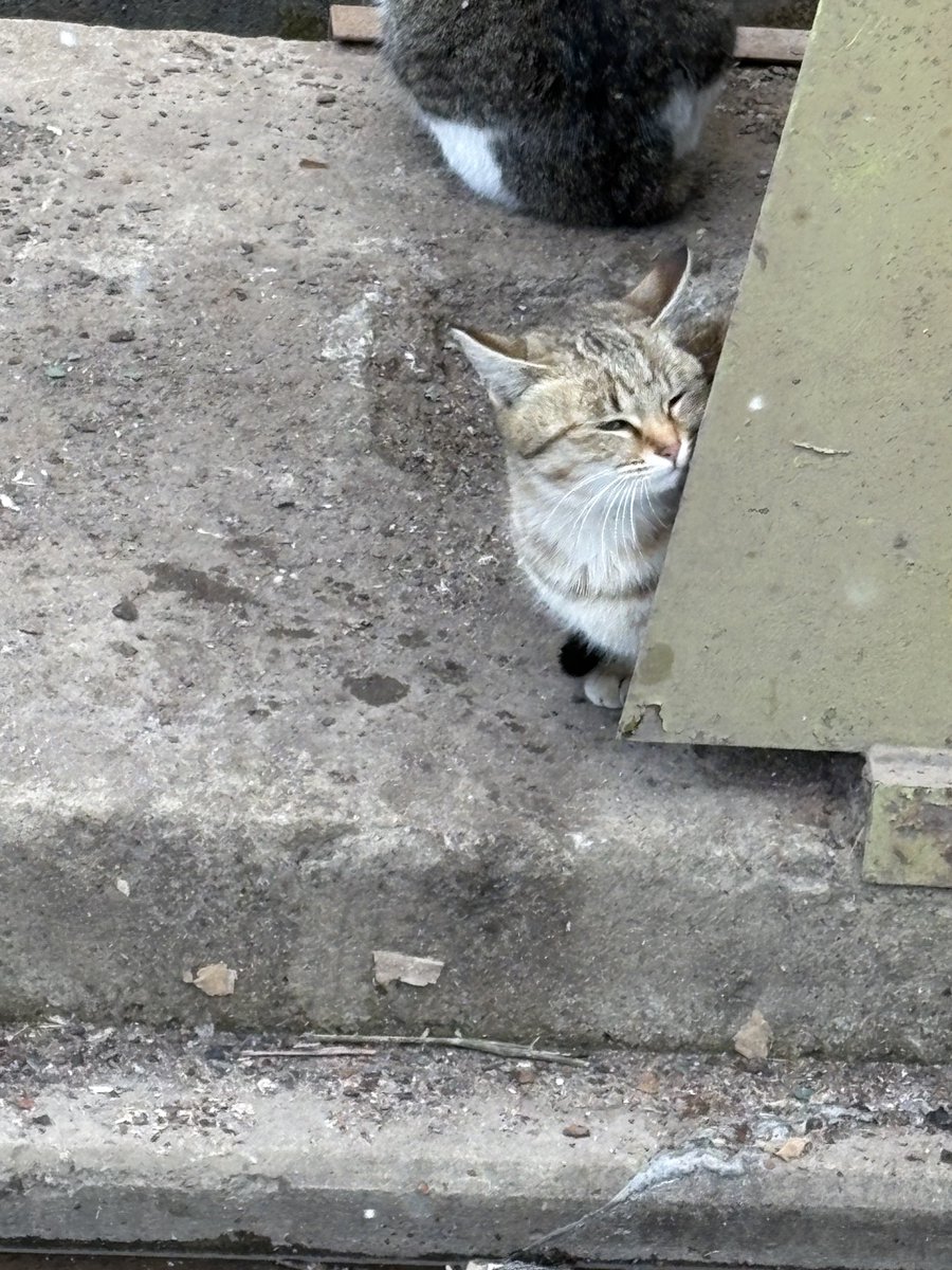 あんみつ🍓 (@anmi2v) / Posts / X