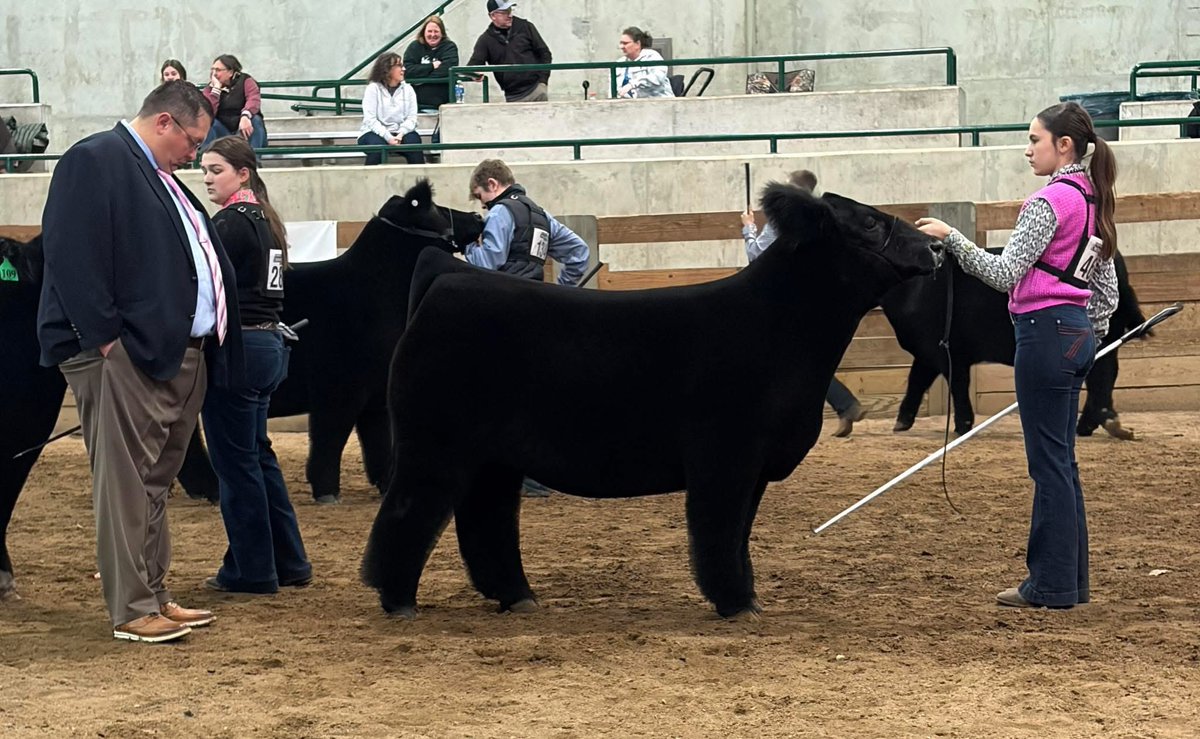 mattlautner's tweet image. #Saturday 

Matilyn Lautner Pictured With Her 4th Overall Steer Ring A @ Michigan State University AGR Show 

Pedigree:  New World Order x Maternal Made 

Raised By Adam Potts, Texas

Sale Closing Soon: 
sconlinesales.com/Bids/AuctionsL…

#MLCSires #ESSBulls #NWO