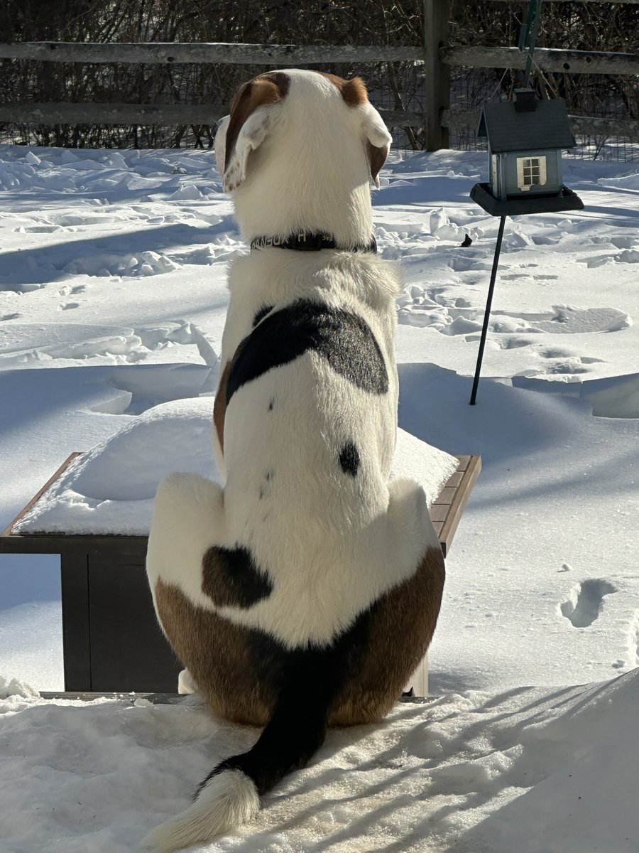 The King looking over his domain. #dogs #dogsofx #hounddogs #foxhound