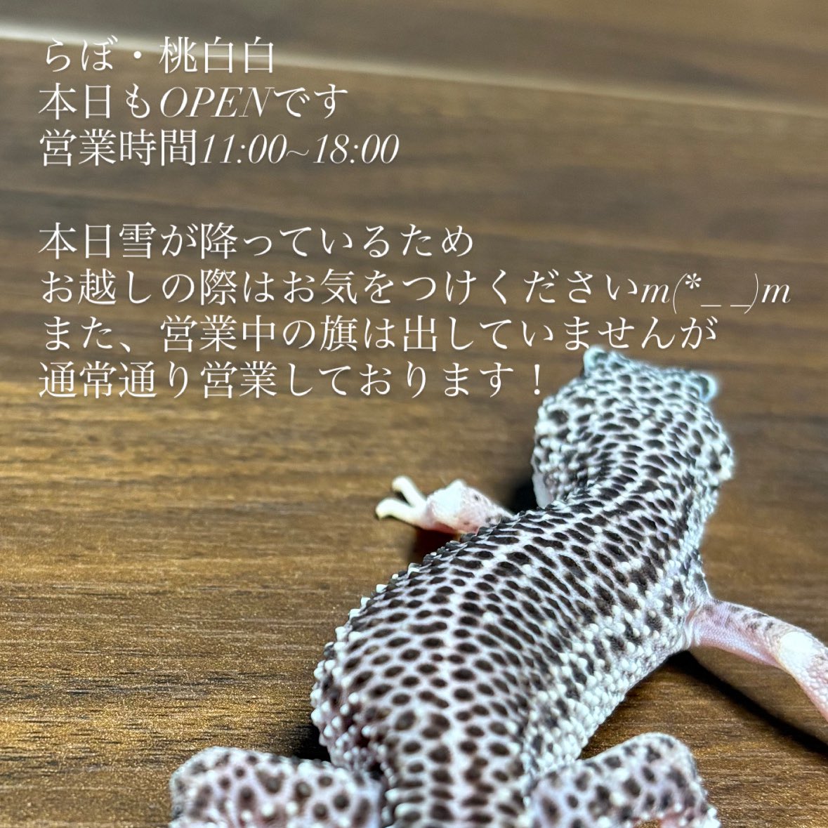 らぼ・桃白白🦎 tweet media