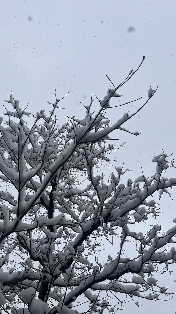 おはよーございます
大雪の中選挙に行ってまいりました
今日仕事休みで良かったぁ〜
とはいえもう1件外出の予定があっちゃったりはするので、ひと休みしたら気を付けて行ってきまーす