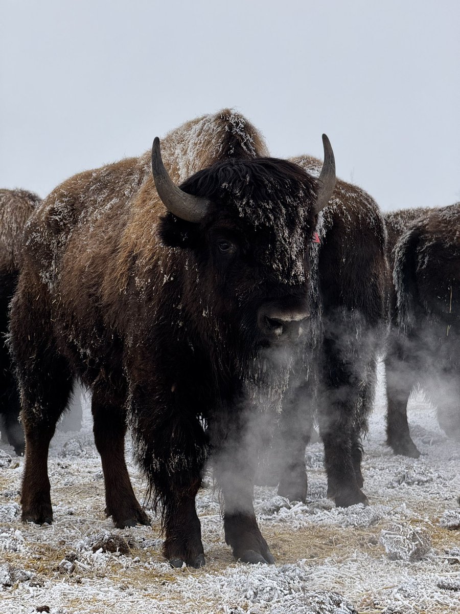 Robert Johnson tweet media