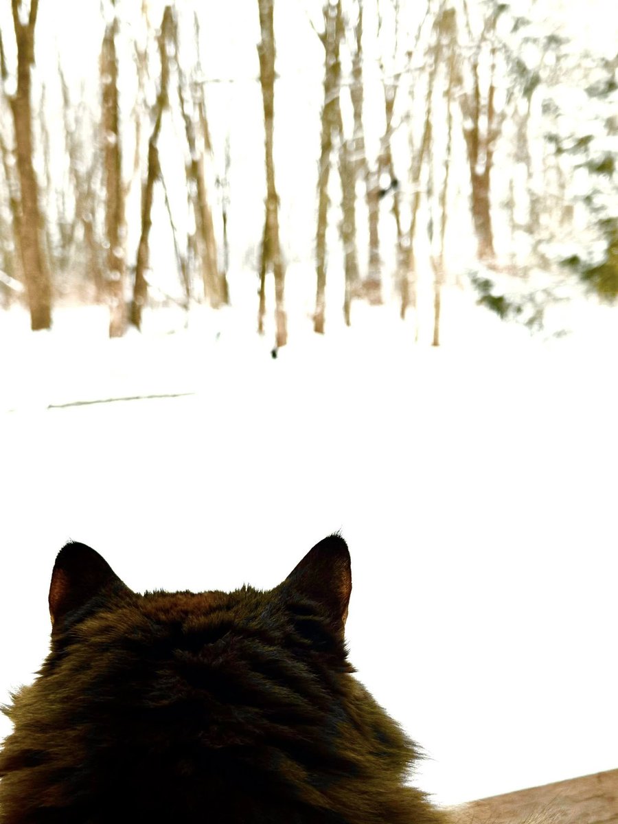 I had to leave to go back to Florida, I don't miss the snow, but my sister's kitty seems quite cozy 😻🐈‍⬛