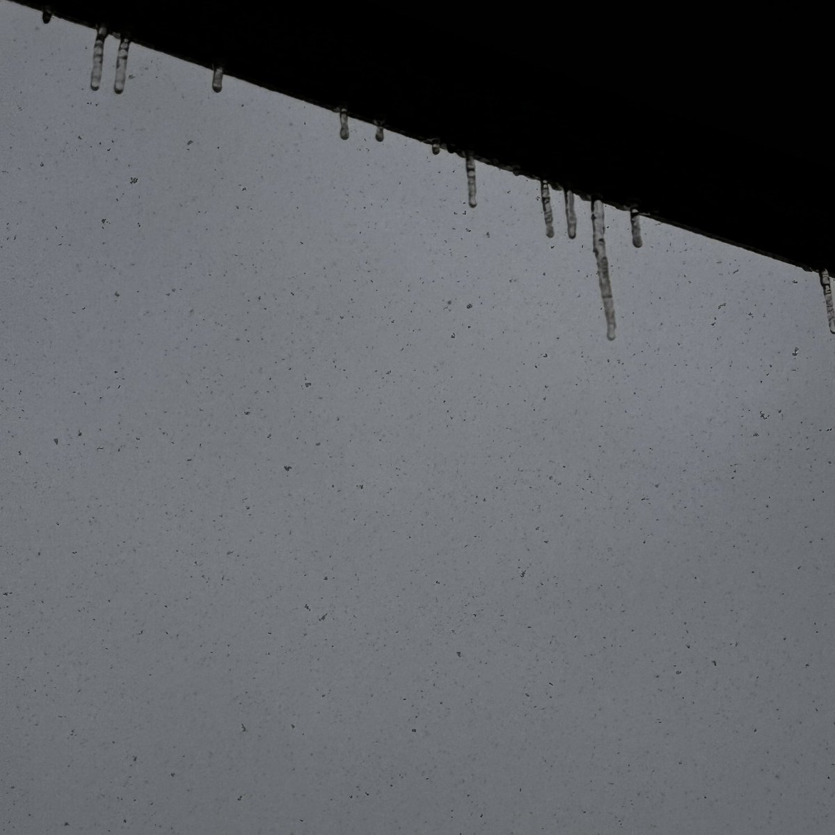 ちびこい氷柱できてた🥶