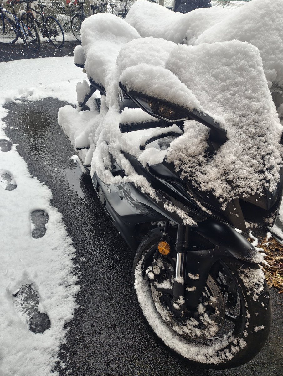 creeLyin's tweet photo. 雪で可哀想なことになってた⛄️ https://t.co/sXJFEkS6Mc