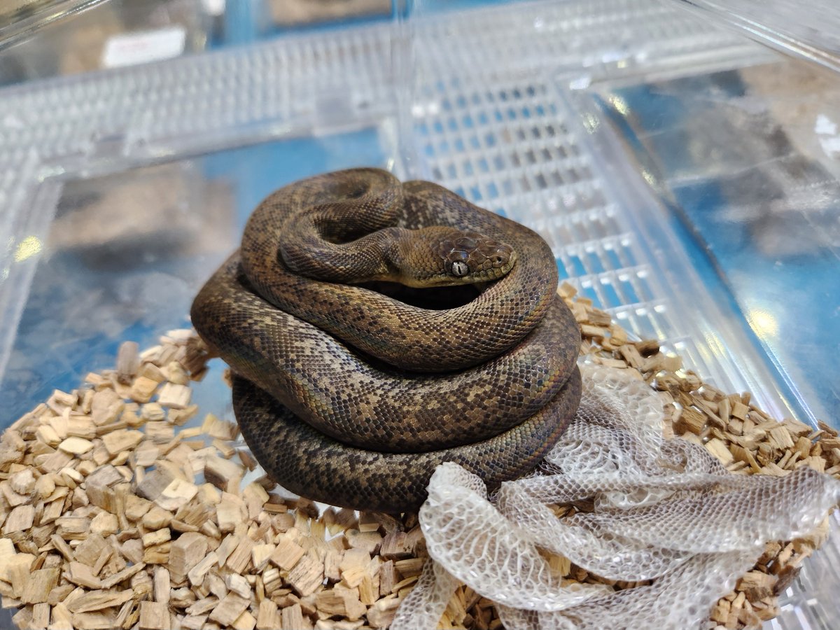 ぎゅい/爬虫類専門店ＥＳＰスタッフ tweet media