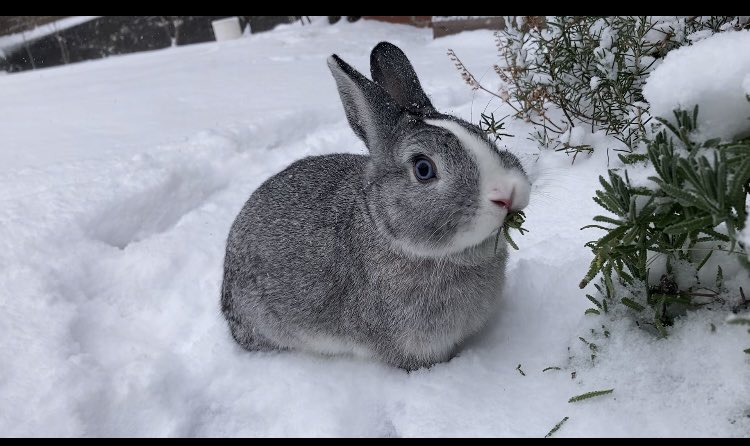 babyboybunny's tweet photo. かーわーE🐰🩵❄️ https://t.co/sw5xTbpGfJ