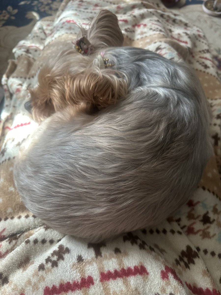 まめ吉 (@mamekichi_F) / Posts / X