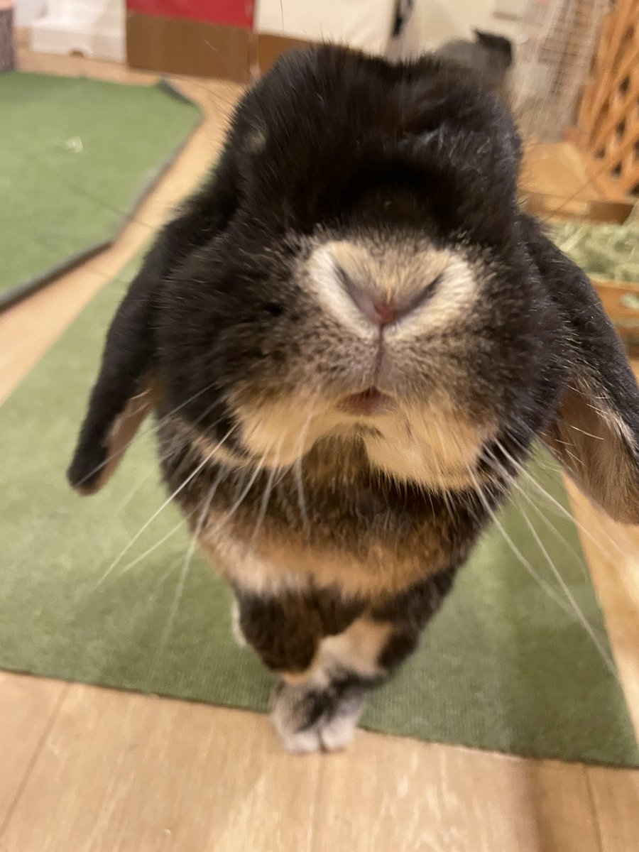 本日11時～オープンいたしました🐰🥕

ピシッと手足揃えてごはんをオネダリしているリクくん^_^
こんなにお行儀のよいリクくんは初めて見ました🤭
本日も皆様のご来店お待ちしております。

長谷川

moff-rell.com/ja/
 #うさぎ #うさぎカフェ #秋葉原