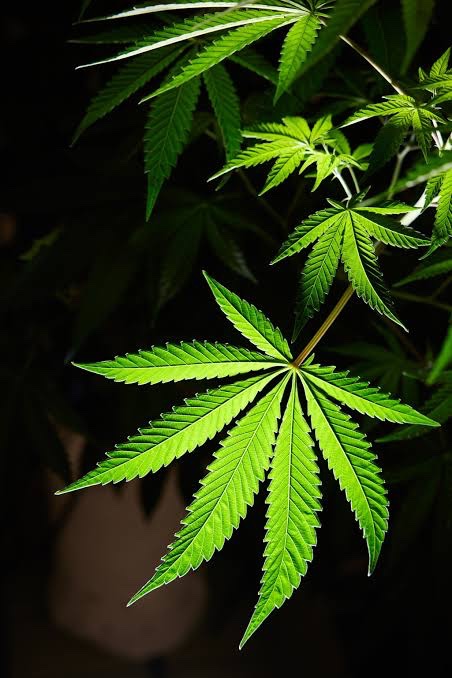 Honey 🛼 tweet media