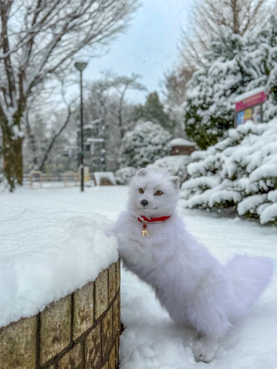 お外に行ってキツネの散歩してきた！🦊❄️
めったに降らない雪を堪能！☃️