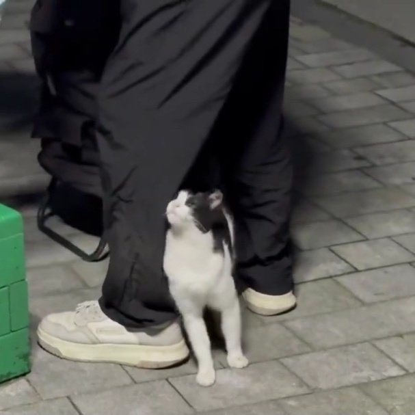 이름 : 베리 🫐
나이:  3살 반
출신 :  송파구의 재개발 예정 아파트 단지
종: 코숏
가족관계 : 베리는 혼자애옹 🥺 가족을 찾아요! 
키 : 이 정도!
몸무게: 3.7kg
좋아하는 간식 :  생선 츄르, 바다고양이식탁 트릿
싫어하는 간식 : 습식시러 😾