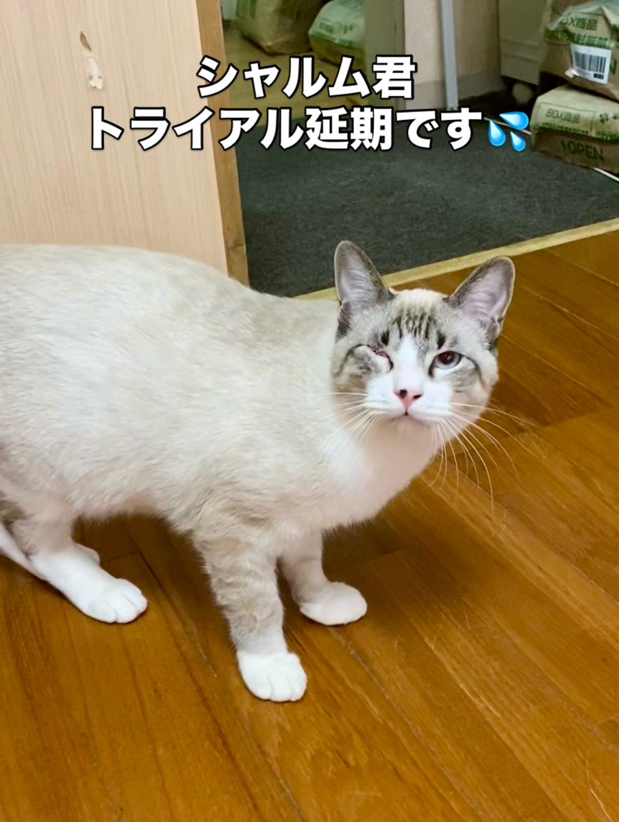 猫カフェみーちゃみーちょ (@miciamicio_neko) / Posts / X