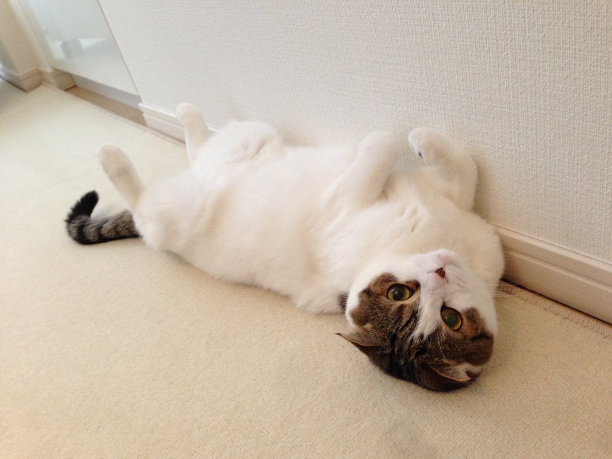 Sora_Sakurai's tweet image. 愛猫ふくらし､もうお骨になってしまいました｡
家に帰ってきたとき､玄関に駆け寄る姿はもうない…

私は慢性的に忙しく､朝から晩まで仕事で家を空けていてさみしい思いをさせました｡
コロナ禍によるテレワーク以降､家にいる時間が増えてからからずいぶん甘えたさんになった印象でした｡…