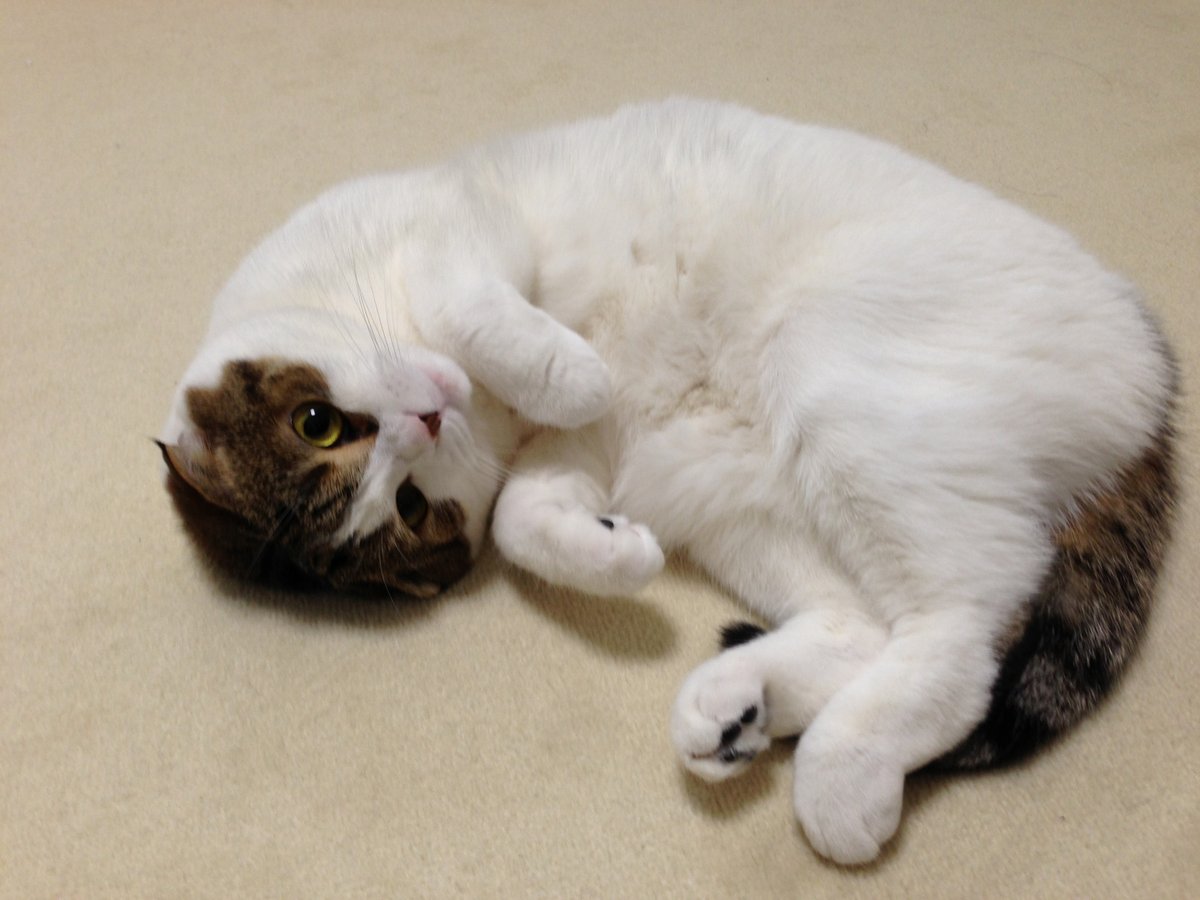 Sora_Sakurai's tweet image. 愛猫ふくらし､もうお骨になってしまいました｡
家に帰ってきたとき､玄関に駆け寄る姿はもうない…

私は慢性的に忙しく､朝から晩まで仕事で家を空けていてさみしい思いをさせました｡
コロナ禍によるテレワーク以降､家にいる時間が増えてからからずいぶん甘えたさんになった印象でした｡…