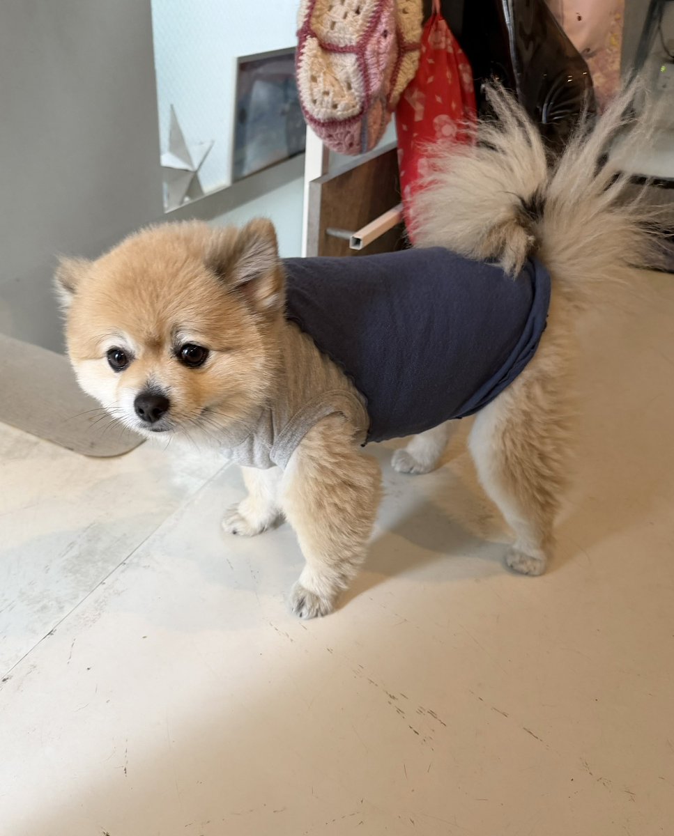 デカポメ🐶⛩️ポルくん🗼 (@AccessoryshopF) / Posts / X