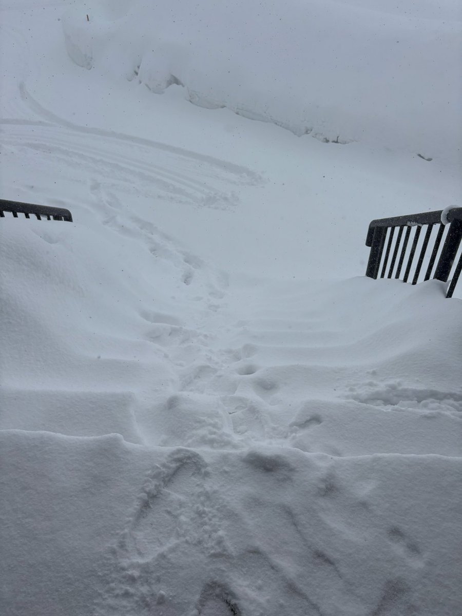 朝からの雪…
吹雪いとるがな…