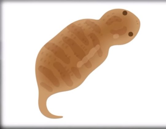 飼いたいなぁツチノコ FGOでサーヴァントにならないかなぁ✨🐍🍾