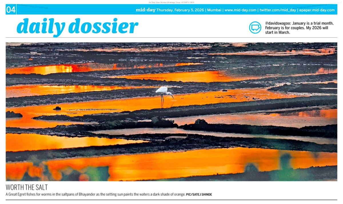 satejss's tweet photo. Worth the salt...
A Great Egret fishes for worms in the saltpans of Bhayander as the setting sun paints the waters a dark shade of orange.
#satejshinde #middayindia #dailydossier #greategret #saltpan https://t.co/4MvCZHDyy9