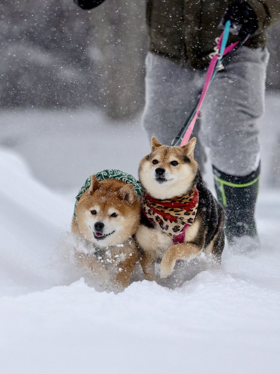 柴犬たけちよ (@takechiyo_shiba) / Posts / X