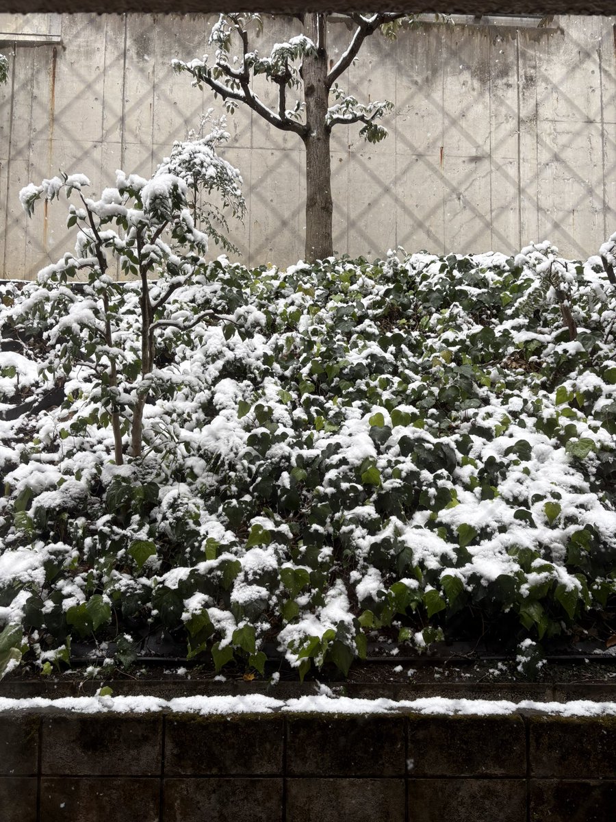 昔は雪が好きだった。