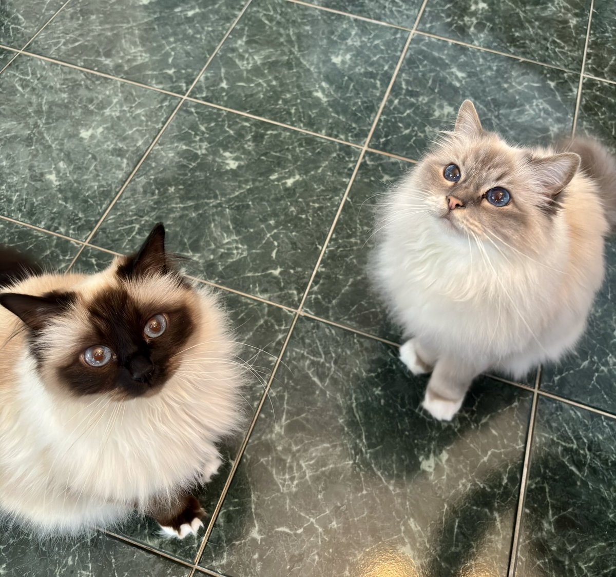 #PostAFavPic4VioletFeb26 Day 7
Ice cream.
The Butler loves French vanilla ice cream on Mama’s blackberry cobbler. The big hog has never shared with us🙄
♥️😘Ari &amp; Cali💋♥️