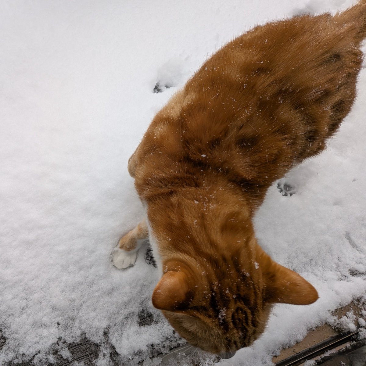 興味津々でベランダに出たけど即時撤退 ❄