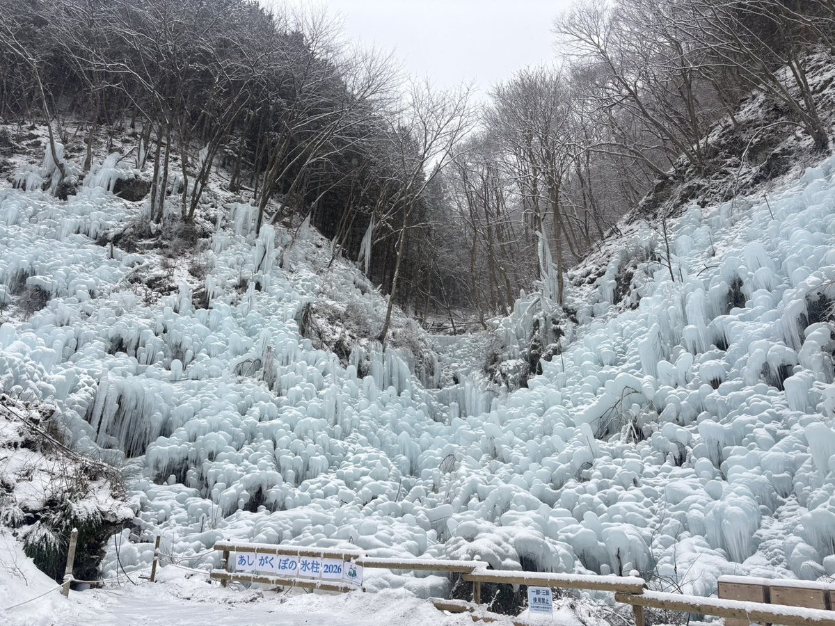 本日（2/8）の「あしがくぼの氷柱」は、雪により一面が白く彩られ、幻想的な景色が広がっています。
雪をまとった氷柱ならではの美しさを、ぜひお楽しみください。
ご来場の際は足元に十分お気をつけてお越しください。
#あしがくぼの氷柱　
yokoze.org